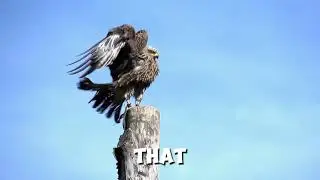 Funny Bird Jokes, Puns, Dad Jokes Bird with Funny One liner Jokes, Funny Bird Captions and Quotes