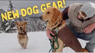 My dog gets a snow day + Embark Pets Review