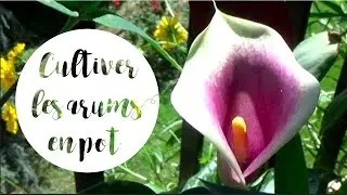 ✿ Culture et entretien des arums en pot pour une belle floraison