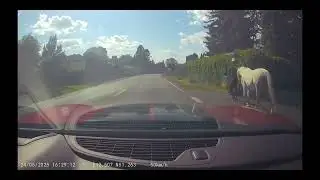 Pferd #Pferd, #pferdevideo