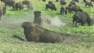 Buffolo farm in Indianna , worth the stop