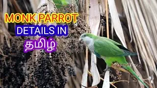 Monk parrot information in tamil/மிமிக்கிரி செய்யும் பறவை /BiRDs&tEcHNicAl