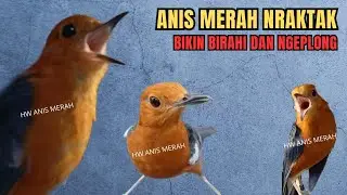 99% ANIS MERAH JANTAN PASTI IKUT BUNYI NGEPLONG LANJUT GACOR‼️