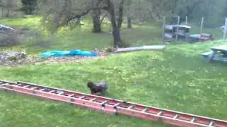 Rooster vs. Guinea fowl...funny
