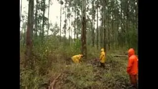 Volteo Eucalyptus nitens
