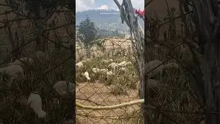 Kodaikanal Sheep Farm | Travel India Kodaikanal | Travel Videos