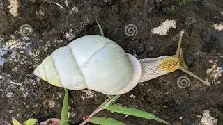 Giant Albino Snail: Bigger Mother, More Amazing Life 24 Januari 2026