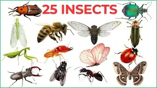 Insects name for Kids | Learn 25 Insect Names in English with Fun Facts & Pictures 🐞🐜🦋