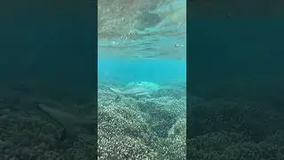 Swimming with sharks in Pigeon island Sri Lanka