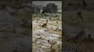 This is What Tribal Warfare Looked Like on New Guinea