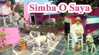 Running Simba 🐕 On Rhythm Of O Saya Song @universalfacereaderabhisam2405