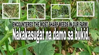 ENCOUNTER THE MOST SHARP WEEDS IN THE FARM | KABISYO | TIGA-TK ONLINERS #buhayprobinsya #reallife