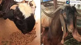 Sheep And Goat Farming Course Trailer in Tamil | ffreedom app