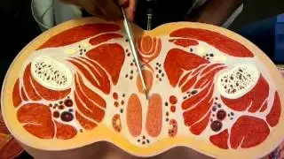 Male Cross-section of reproductive system