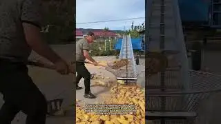 Modern Farming: Efficient Corn Loading