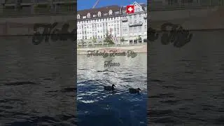Peaceful Duck Swimming at Platzspitz Zurich 🦆🇨🇭 #shortsvideo