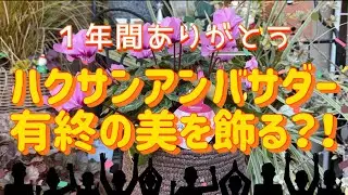 ハクサンアンバサダー有終の美を飾る？！