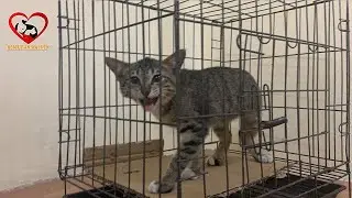 Спасите кота из магазина мяса кота, Счастливчик избежал смерти