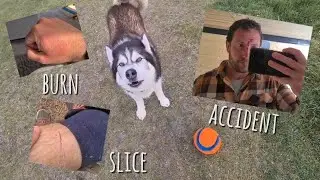 Husky's owner isn't having a very good day