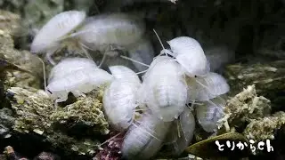 白いごきぶりのあかちゃん