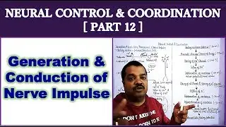 Neural Control and Coordination for NEET | Part 12 | Generation Conduction of Nerve Impulse