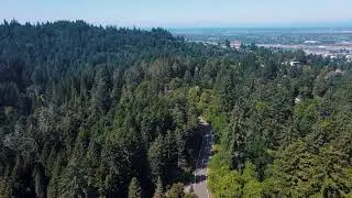 Portland Hills in Summer: Aerial Forest Escape with Chill AI LoFi