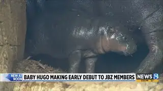 John Ball Zoo&rsquo;s baby hippo makes his debut