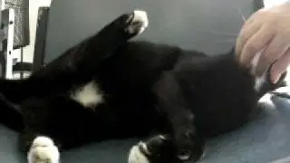 Clinic Cat likes chin rubs