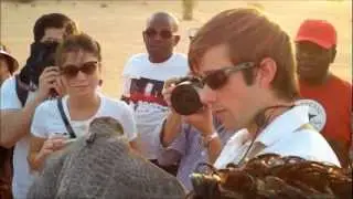 Falconry in Dubai - Peregrine Bird of Prey