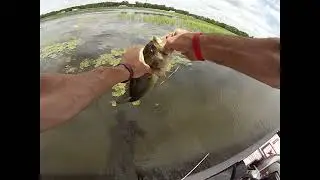 Chesty Camera POV frog catch