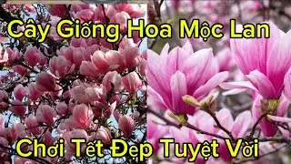 Cây Hoa Mộc Lan Đang Chi Chít Nụ Nhìn Là Muốn Mua Liền Chơi Tết