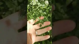 Hemlock Water Dropwort. Poisonous plant identification, video 1.