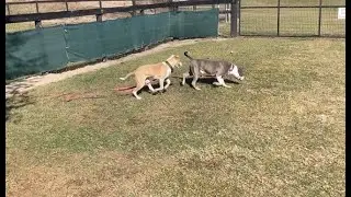 12/31/2025 #shelterdog #playgroup with Gizmo Dior & puppy Dipper         #adoptdontshop