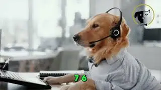VIP MOBILE GROOMING - The Very Important Pet Experience