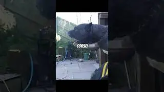 Dogs That Can&rsquo;t Stand a Chance Against a Cane Corso