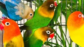 LIVE 🦜 Love birds parrot feeding, breeding | Pet Bird Vlog #Lovebirds #PetBirds #LiveStream #shorts