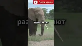 Удивительные факты о слонах #shorts #elefant #like