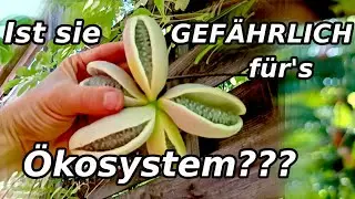 Schokoladenwein Ernte beginnt! - Wie schmeckt Akebie und SCHADET SIE DER NATUR??? #fr&uuml;chte #garten