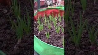 Growing Onions this season #dailyvideoblog #terracegardenindia #garden #onion #trending