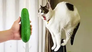 Самые смешные животные 😍 Новые смешные видео про кошек и собак 😸🐶 Часть 8