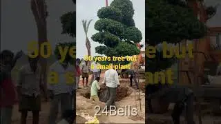costly  small tree#24bells#atchutshorts #puttagunta farm house #puttagunta sateesh
