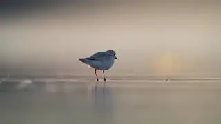 Piping Plover feeding at the beach