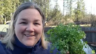 Arg! Shotweed blooming already!