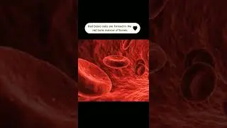 How red blood cells are formed??
