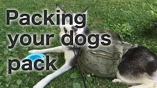 Packing your Dogs Pack