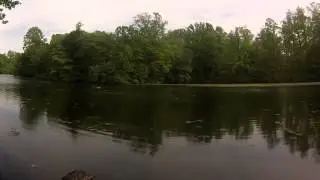 Rc Boat Attacks Swan-Swan Gets Revenge