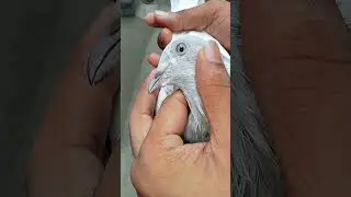 #pigeonvoice #pigeonvibes #pigeon #kabootar #pigeonlaver #racer_kabootar #adventure #short #video