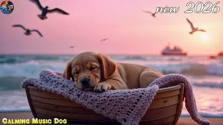 12h of Dog Music for Relaxing Left Home Alone 🐶Calming Music for Dogs to Sleep🎵Separation anxiety