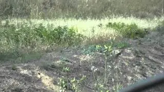 Bee-eaters in Coursan - France.avi