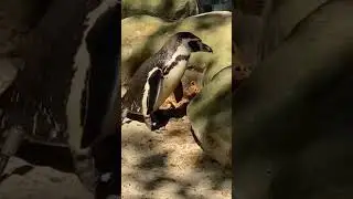 Playful Penguins in Action! 🐧 #cute  #shorts
